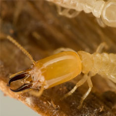 Diagnostic termites Lyon